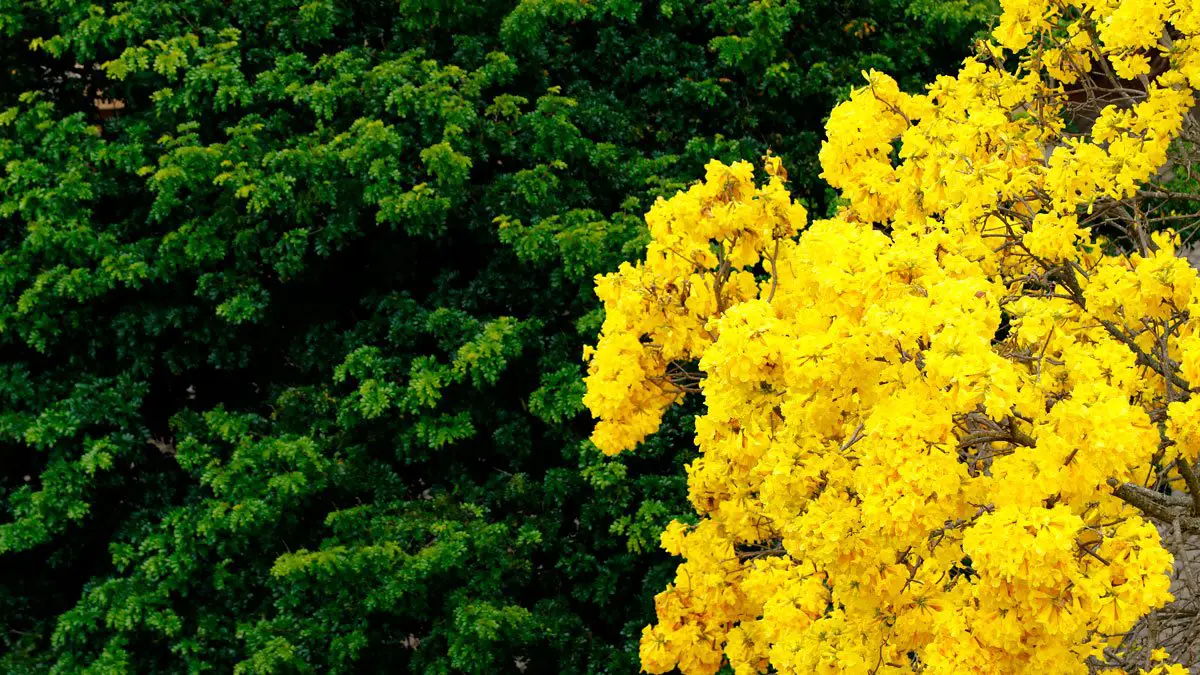 Flor nacional de Brasil - Flores del Mundo