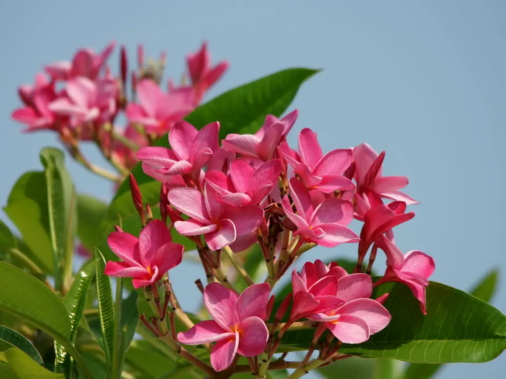 flor nacional de nicaragua Plumeria Rubra