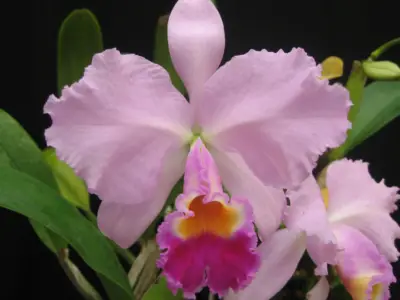 Cattleya trianae flor nacional de colombia orquidea