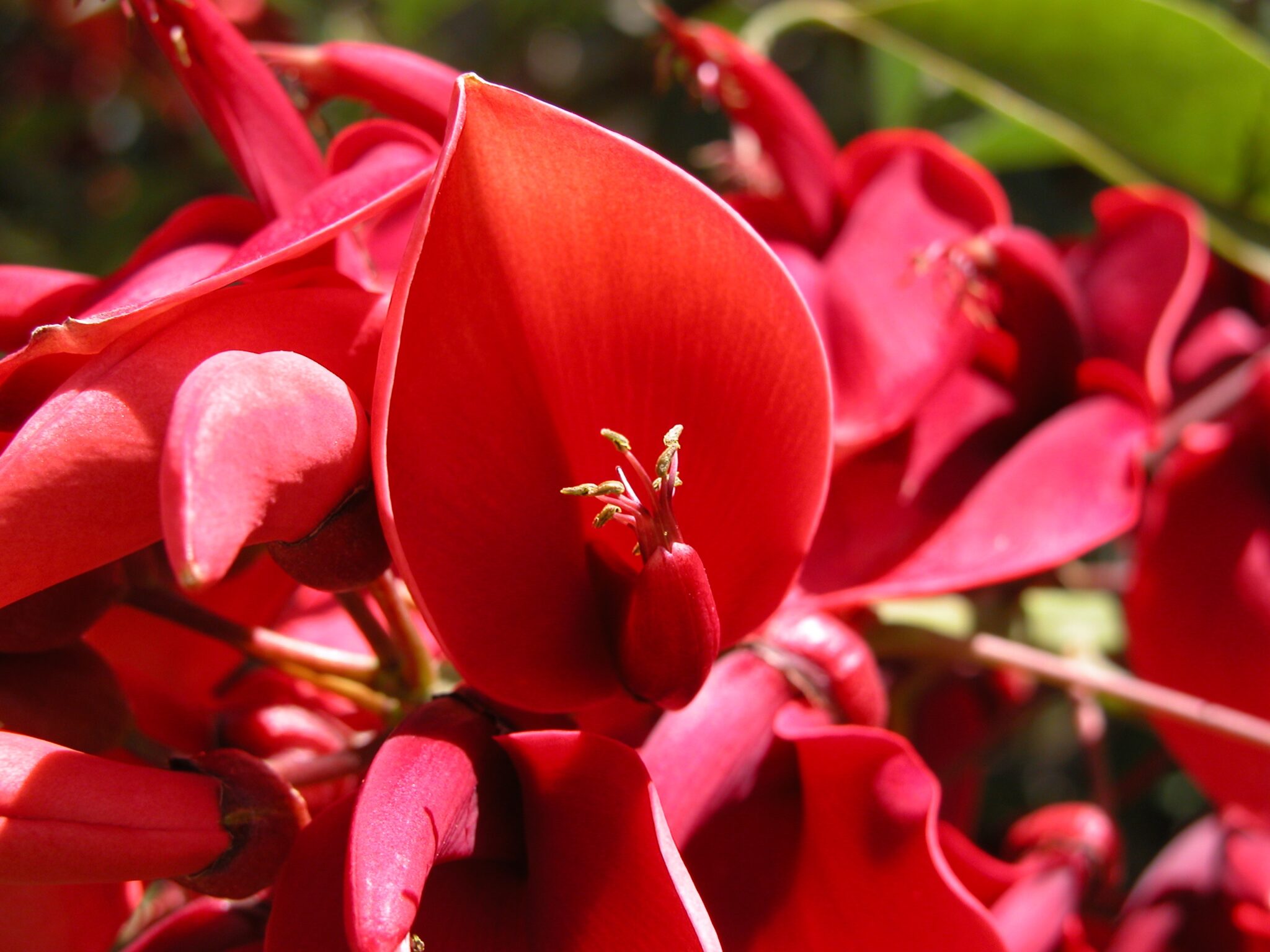 flor-nacional-de-colombia-historia-y-significado-flores-del-mundo