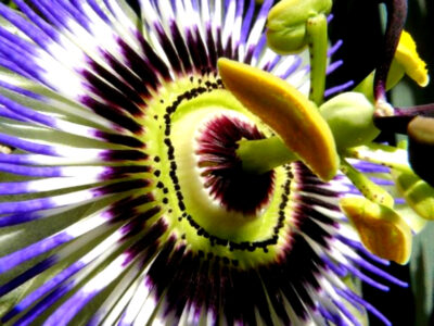 mburucuya nombre de la flor nacional de paraguay