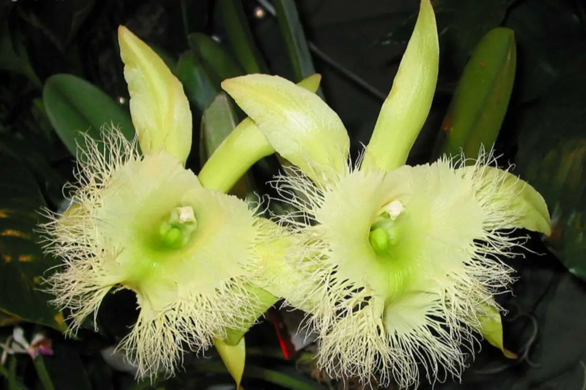 Flor nacional de Honduras todo sobre ella Flores del Mundo