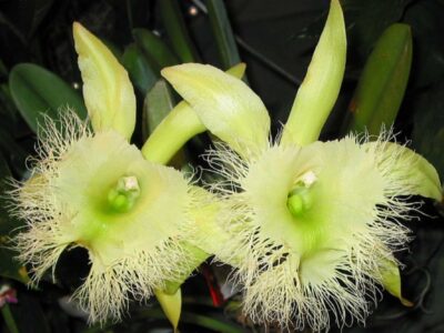 flor nacional de honduras Brassavola digbayana