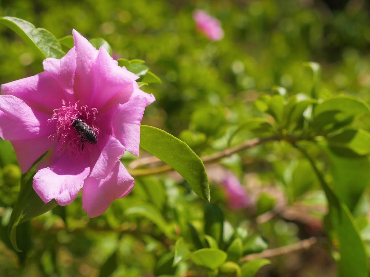 Flor nacional de Bolivia Flores Nacionales