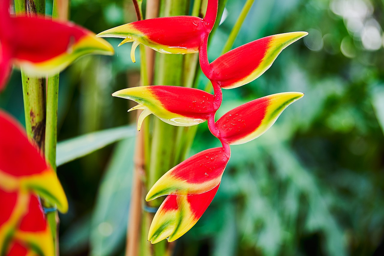 flor nacional de bolivia heliconia rostrata