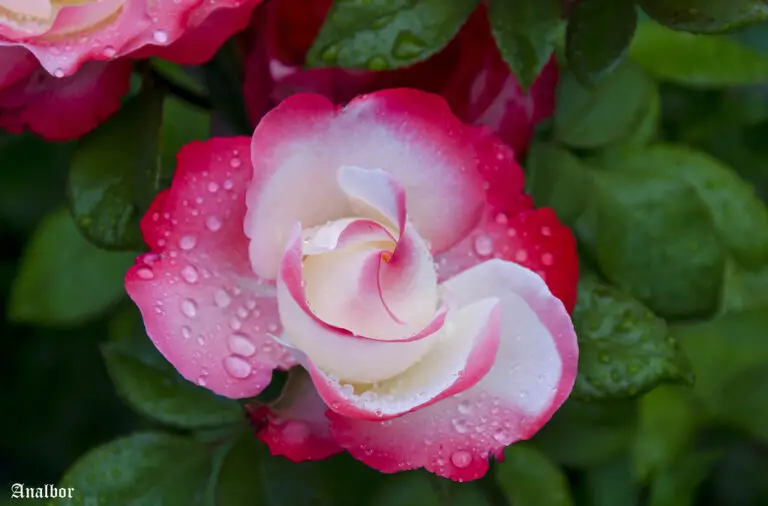 La rosa Tudor, flor nacional de Inglaterra