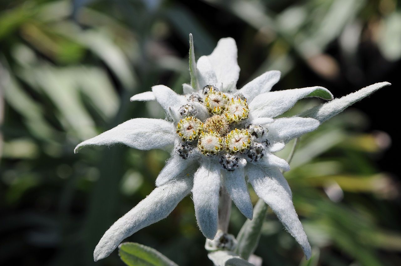 flor nacional de austria Leontopodium alpinum