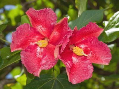 Conoce cuál es la Flor Nacional de El Salvador - Flores del Mundo