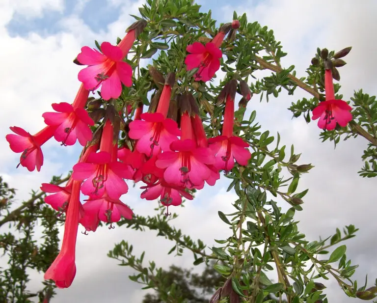 Flor nacional de Perú, aprende más sobre esta bella flor