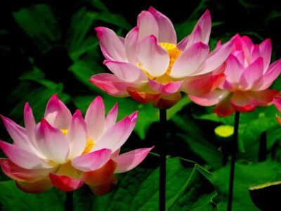 Simbolismo de la flor nacional de China - Flores del Mundo
