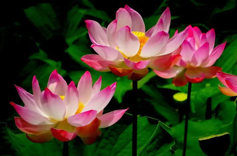 Conoce el loto, la flor nacional de la India