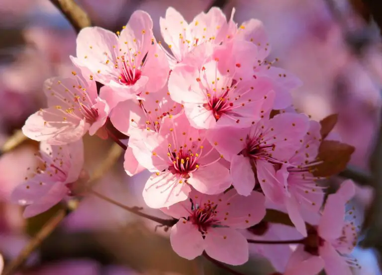 La flor del árbol Sakura, símbolo nacional de Japón