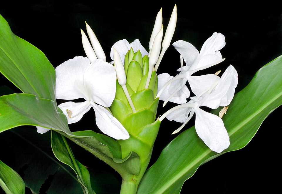 Significado y simbolismo de la flor nacional de cuba - Flores del Mundo