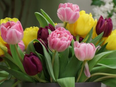 flor nacional de holanda tulipan