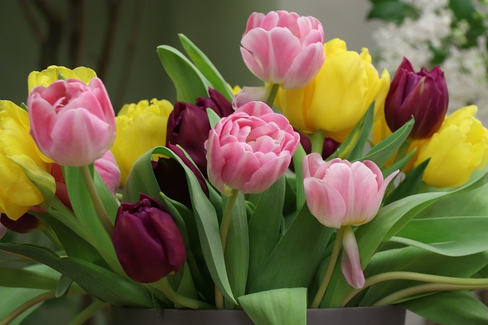 flor nacional de holanda tulipan