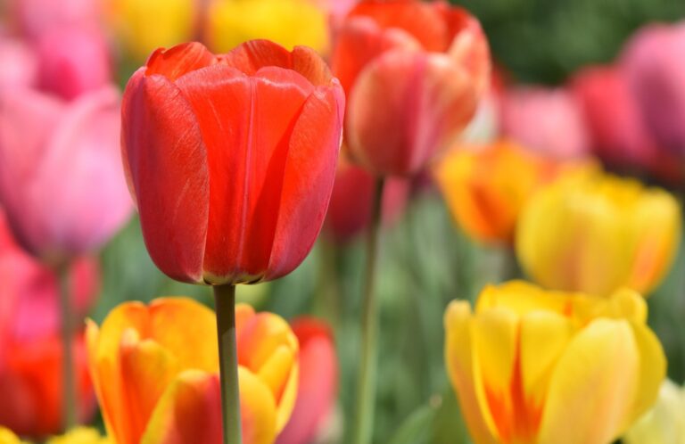 Flor nacional de Turquía, el tulipán