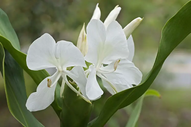Significado y simbolismo de la flor nacional de cuba - Flores del Mundo
