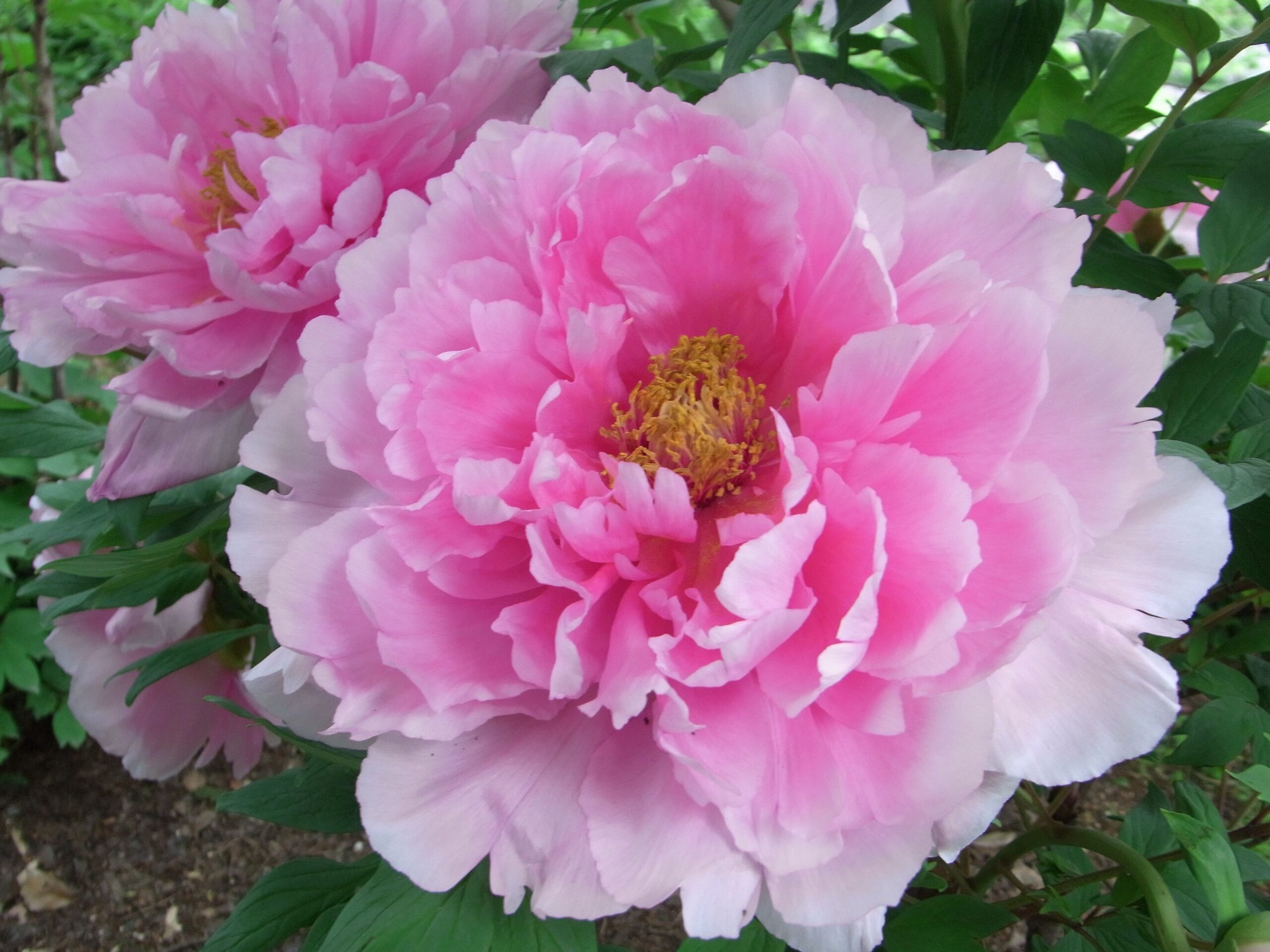 Simbolismo de la flor nacional de China - Flores del Mundo