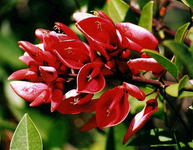 El ceibo: flor nacional de Uruguay - Flores del Mundo