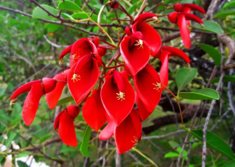 El ceibo: flor nacional de Uruguay - Flores del Mundo