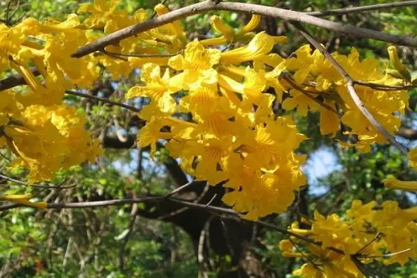 Flor nacional de Brasil - Flores del Mundo