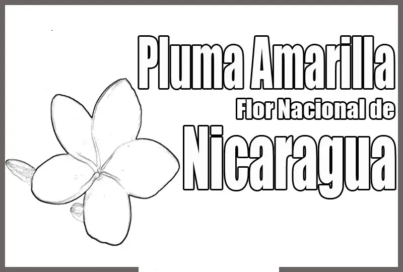 dibujo de la flor nacional de nicaragua