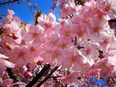 Significado y simbolismo de la flor de cerezo