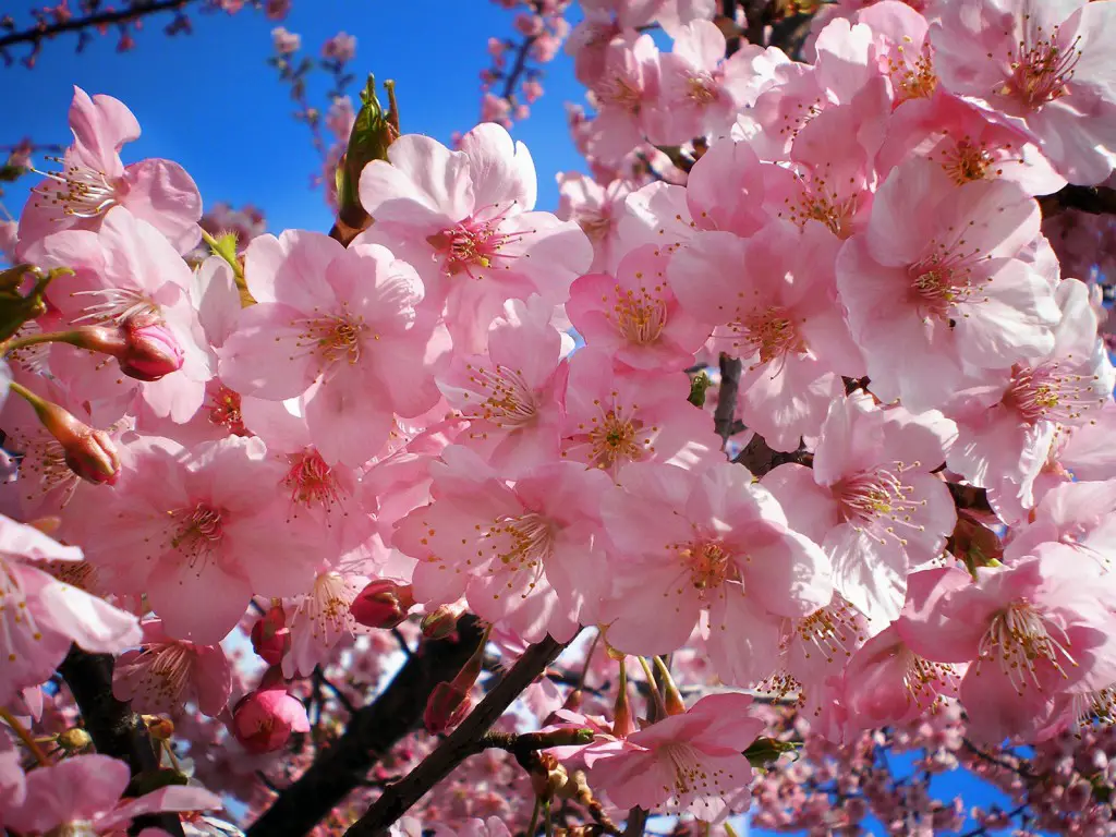 Significado y simbolismo de la flor de cerezo - Flores del Mundo