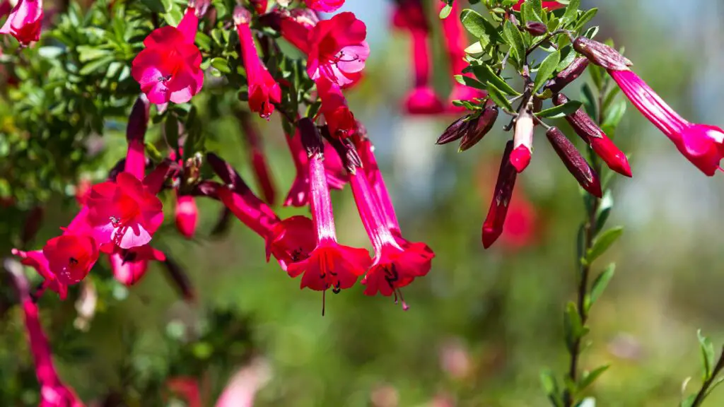 Qué significado tiene la flor de la Cantuta