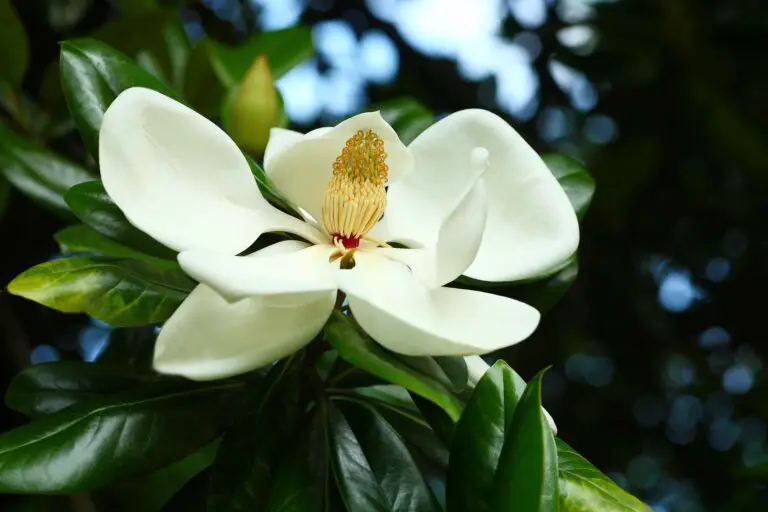 ¿Qué Significado Tiene la Flor de Magnolia?