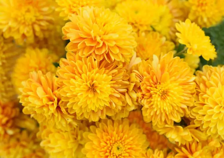 ¿Qué significa regalar crisantemos amarillos?