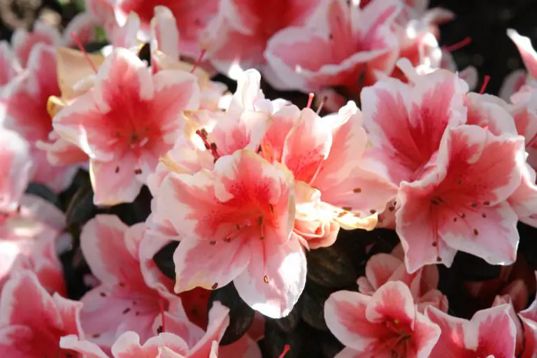 Qué significado tiene la flor de azalea