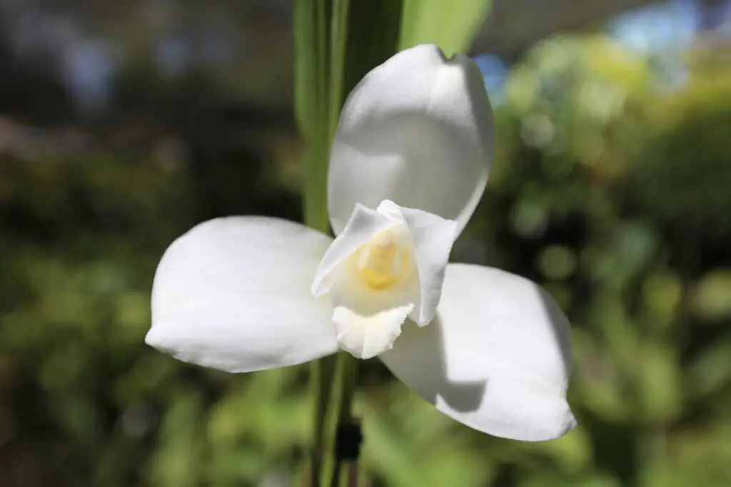 Cuál es el significado de la flor Monja Blanca de Guatemala