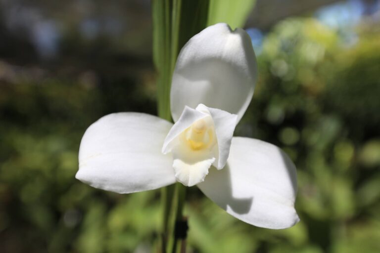 Cuál es el significado de la flor Monja Blanca de Guatemala