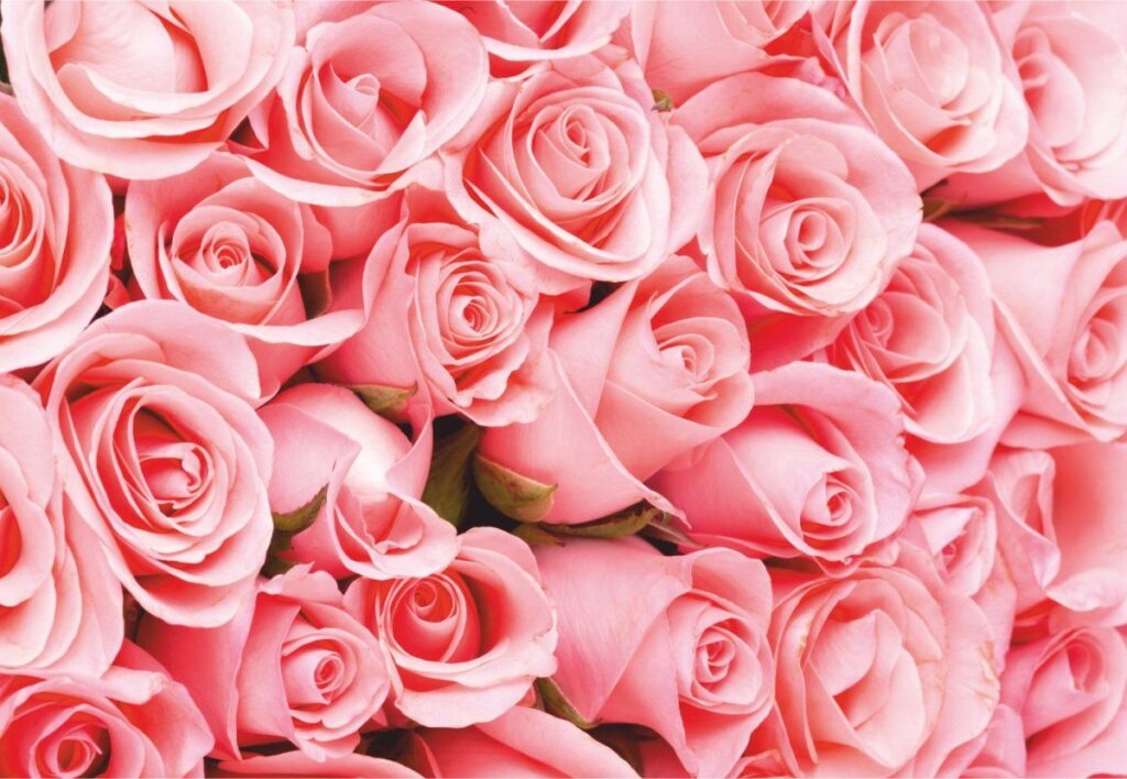 Qué flor regalar en la inauguración de un negocio