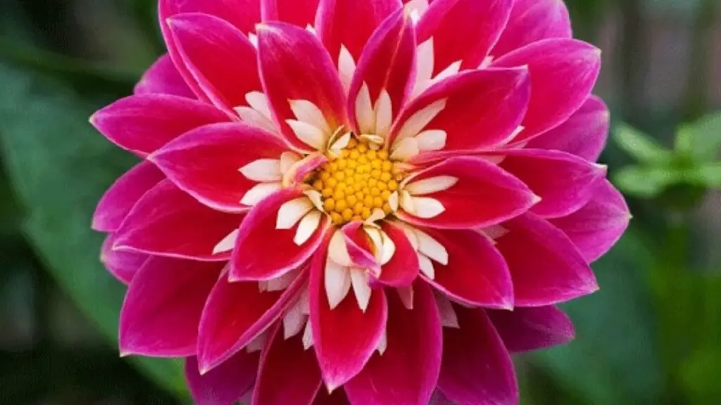 Qué tienen en común una flor exótica y un programador junior